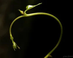 manzana mordida