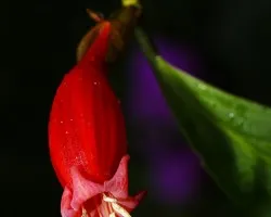 florecilla roja!!