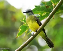 Tyrannus melancholicus