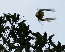 volar