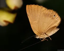 EX-Mariposita