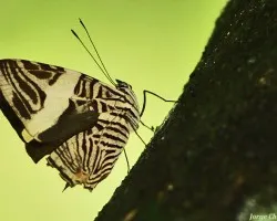 mariposa