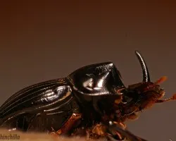 garrapatoso