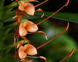 florecitas 