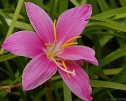 Lirio rosado