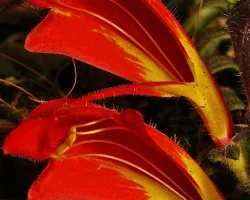 florecilla silvestre