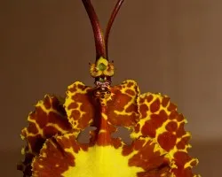 phychopsis krameriana