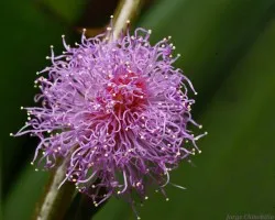 dormilona