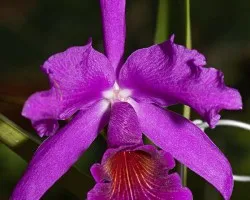 cattleya