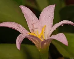 florecilla