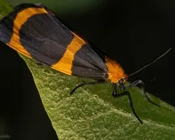 mariposita