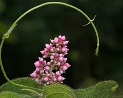 florecilla embejucada!!!!