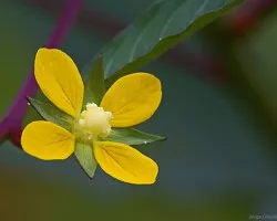 florecilla.....