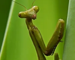 ninfa mantis....