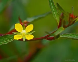 otra mas de la florecilla...!!!