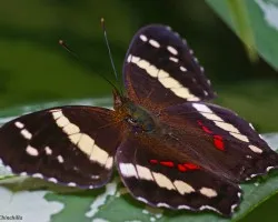 una mariposilla com