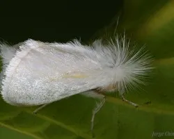 mechuda blanca