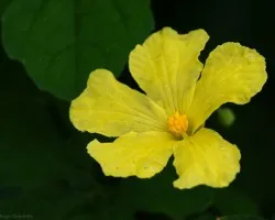 florecilla amarilla