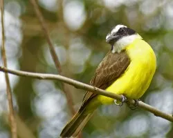 Pitangus sulphuratus