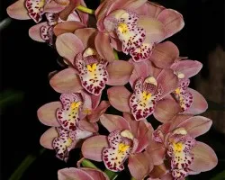 cymbidium