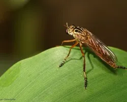 mosquita mirando sobre hoja