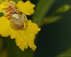 camufladita!!!!