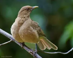 Turdus grayi