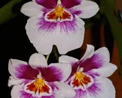 Miltonia....!!!!