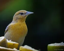 entre naranjas!!!