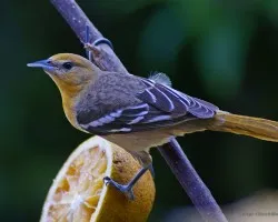 caciquita!!!!