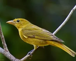 pajarito migratorio