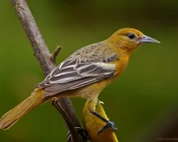naranjita, mi plato preferido...