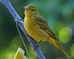 pajarillo copetón