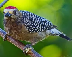 locario.....!!