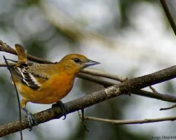 gallinita....!!!