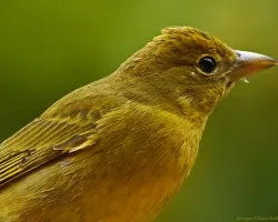 manchitas