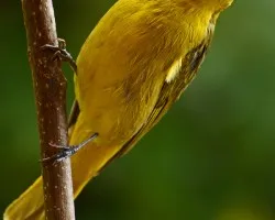 atravezadito