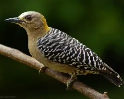 Otra m?s de la carpinterita