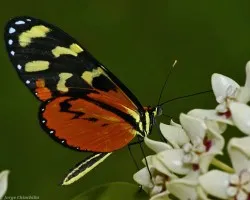 mariposita....