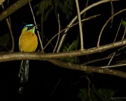 Los bobos son también nocturnos??