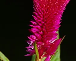 flor espinas...