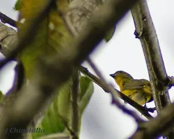 a ver quien me ayuda con el id de este pajarito
