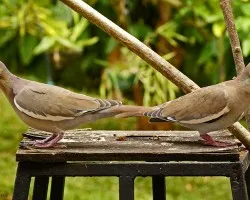 las palomas siamesas..