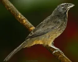 sinsonte pasadito por agua