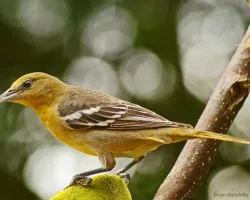 sobre naranja....