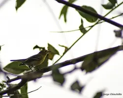 pajarillo