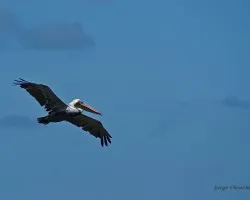 volando tranquilo...!!!