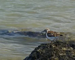 pajarillo solitario...