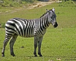 en mi mas reciente viaja a Africa 