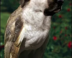 perro volador